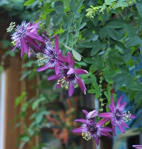 Passionsblume Lavender - Passiflora caerulea
