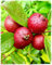 Guava Rossa (Psidium cattleianum sabine) – Pianta da Frutto Tropicale in Vaso – Frutti Rosso Scuro dal Sapore di Fragola, Ricchi di Vitamina C – FOTO REALI