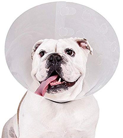 KVP Dog Recovery Collar, Transparent Plastic, Transparent
