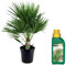 Plant in a Box - Chamaerops Humilis - Bouclier bas - Pokon - Palmier de jardin - Rustique - Pot 21cm - Hauteur 70-80cm