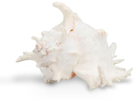 NaDeco Murex ramosus Schneckenhaus groß – Naturprodukt aus dem Indopazifik – Maritime Dekoration Muschel – Deko Schnecke für Aquarium, Terrarium & Badezimmer – Sammlerstück, Größe:20-23cm