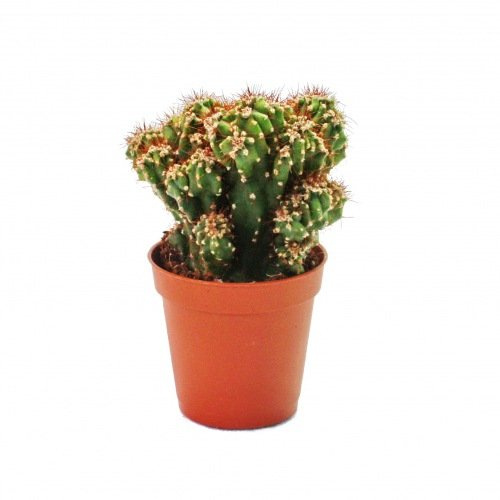 Cereus peruvianus cristata Felsenkaktus 5,5cm Topf