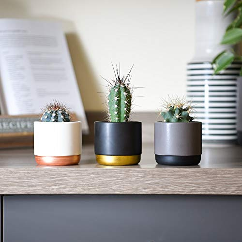 Thompson & Morgan Succulent Small Cactus Plants Indoor Gift Idea House Plant Easy to Grow For Office Conservatory & Home 5 x 5.5cm Mixed Cacti
