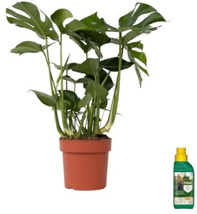 Plant in a Box - Monstera Deliciosa - pianta forata - Pokon - vaso 21 cm - altezza 70-80cm