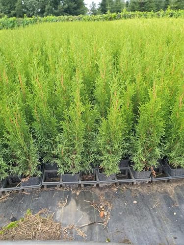Thuja Lebensbaum Smaragd Topfballen 30-35 cm 75 St. Hecke Heckenpflanze