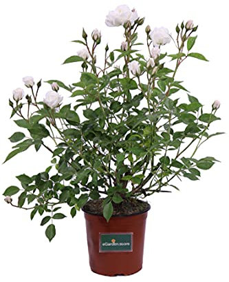 Pianta di Rosa Paesaggistica Pianta di Rosa rifiorente pianta da esterno pianta da giardino pianta di Rosa ornamentale pianta di Rosa vera venduta da eGarden.store (Bianca)