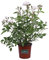 Pianta di Rosa Paesaggistica Pianta di Rosa rifiorente pianta da esterno pianta da giardino pianta di Rosa ornamentale pianta di Rosa vera venduta da eGarden.store (Bianca)