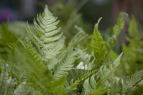 Dryopteris erythrosora - Herbstfarn, kupferfarbene Wedel, ideal für schattige Standorte, winterhart, pflegeleicht