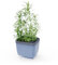 GUSTA GARDEN Herbs Buddy - Vaso autoirrigante per cucina e davanzale, ideale per basilico, serbatoio dell'acqua, indicatore del livello dell'acqua