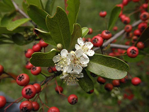 20 Semi Pyracantha coccinea, Scharlachrote Samen Feuerdorn: Samen