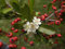 20 Semi Pyracantha coccinea, Scharlachrote Samen Feuerdorn: Samen