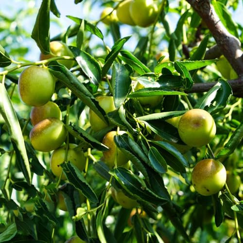 chinesische jujube pflanze samen - obstpflanzen,gartendeko für draußen bonsai baum obstpflanzen kübelpflanzen winterhart,säulenobstbäume obstbaum seltene pflanzen pflanzen 150pcs