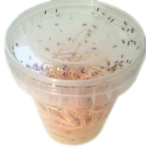 Feeders & more | Drosophila | 500ml pro Dose | 1 Dose | flugunfähig | lebende Fruchtfliegen | ideale Futtertiere | nährstoffreich | für Reptilien, Amphibien & Insekten