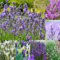 300 pcs Lavendel Samen, kräuterbeet blumendeko pflanztöpfe Lavendel Pflanze Samen kräuterbeet für die küche, pflanzensamen winterfeste pflanzen für balkon heilkräuter samen, balkon