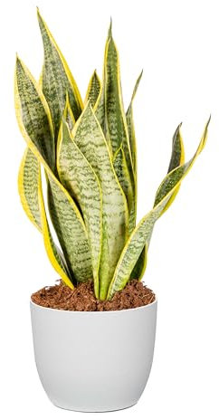 Bonplants Sansevieria Futura Superba, Pianta Vera, Lingua di Suocera Purifica Aria (Vaso Bianco)