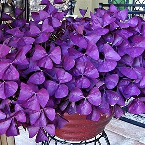 Mehrjährig Große, Hoher Zierwert, (Stauden/Staude/), BlüHend, Lange BlüTezeit, Winterhart/, Pflegeleicht,-6 Oxalis-D