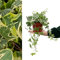 Large Yellow Variegated Hedera Helix - English Ivy Evergreen Shrub in 13cm Pot - Suitable for Indoor and Outdoor Use (3 Plants)