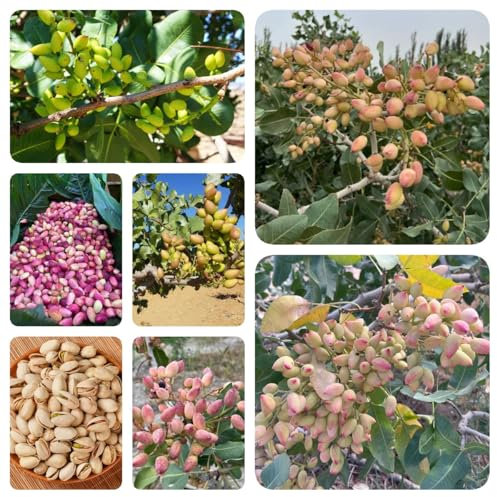 100 piezas Semillas resistentes del pistacho - semillas de pistacho, semillas variedades antiguas semillas de plantas de interior exóticas semillas de árboles semillas de árboles