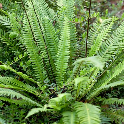 YouGarden Holly Fern, Cyrtomium fortunei, 9cm Pot Evergreen Plant, Ready To Plant For Shaded Areas