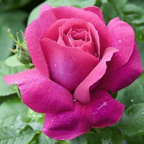 AMDGarden Pianta di Rosa Caprice de Meilland® Meilland Alberello Profumata Rosa Cipria h 120 cm in Vaso