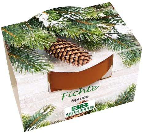 Bull & Bear Mini Pflanzset Fichte, Fichtensamen im Topf 4,5cm, Baum Anzuchtset mit Pflegeanleitung