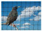 Bird Netting For the Garden 5m x 5m 28mm Anti Starling Knotted 1 1/8 Mesh Heavy Duty Black Net