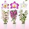 Bambus Dendrobium Nobile Orchideen-Kollektion, 3 echte große Zimmerpflanzen aus Holland, 30-40 cm hoch, blühend und duftend (keine künstlichen Orchideen, ohne Dünger und Topf, keine Samen)