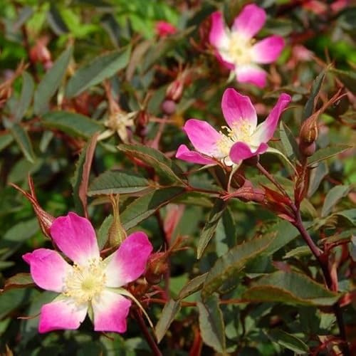 Blaue Hechtrose Rosa glauca Wildrose rosa Blüte bläuliche Blätter Bienen Insekten Nährgehölz