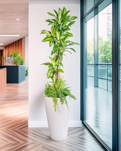 Tronco de Brasil Planta Natural (Dracaena Fragrans) - Planta de Interior Grande y Purificadora de Aire - Árbol Pequeño para Decoración de Salón y Oficina - Maceta