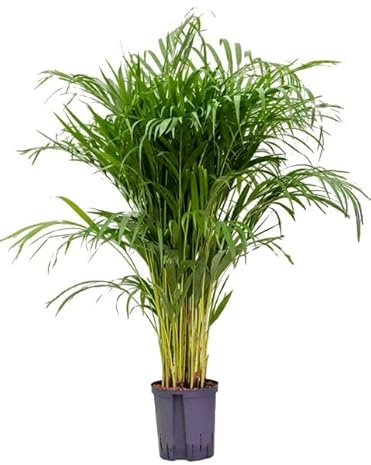 Areca 100cm Exuberante Planta Natural en Maceta de 17 cm