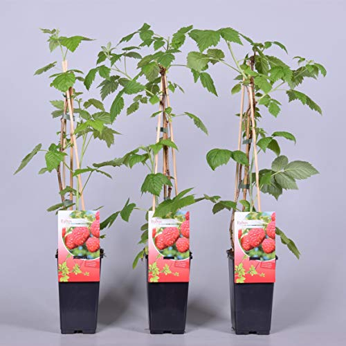 Himbeere Rubus idaeus 'Malling Promise' Beerenobst Gartenpflanze als Busch 40-60cm
