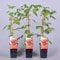Himbeere Rubus idaeus 'Malling Promise' Beerenobst Gartenpflanze als Busch 40-60cm