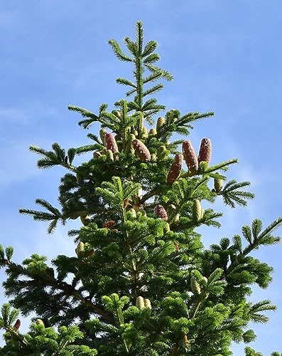 50 Samen Weißtanne, Abies alba, Baum Samen, Tanne, Nadelbaum, Waldbaum