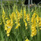 100 pcs gladiolen samen gartensamen kübelpflanzen Gladiolus, bienenweide saatgut bienenfreund pflanzensamen zimmerpflanzen mini garten samen blumen spezielle balkonpflanzen winterhart