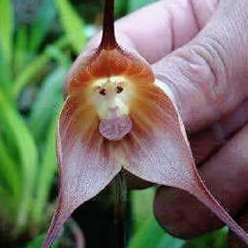 Orchideensamen Affengesicht, stauden winterhart mehrjährig Dracula simia, Affen Orchidee Pflanze, dracula simia pflanze affengesicht orchidee pflanze kaufen exotische samen winterharte 100pcs
