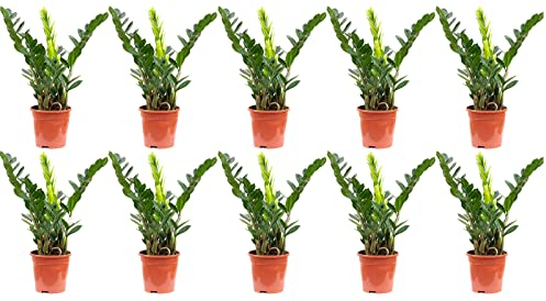 10er-Set Glücksfeder - echte Zimmerpflanze, Zamioculcas zamiifolia 3+ - Höhe ca. 55 cm, Topf-Ø 17 cm