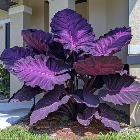 30 graines de plantes fraîches de Colocasia