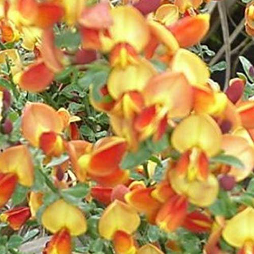 Besenginster 'Lena' - Cytisus 'Lena' - 40-60 cm Topf - Rote Blüten, pflegeleicht