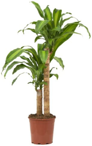 Verdecora Tronco de Brasil | Palo de agua | Dracena Fragans Massageana | Planta natural de interior (Maceta 4L)