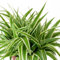 Carbeth Plants - Indoor Plants - Build Your Own Houseplant Collection - 7cm to 9cm Pots - Spider Plant - Chlorophytum Ocean in 9cm Pot