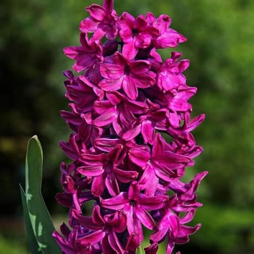 Hyacinthus Hyazinthen Hyazinthe Blumen Zwiebeln Onion Farbe Sorte Auswahl Onion Knollen Winterhart Frische mehrjährig duftenden Prachtblüten Set 3 Stk. (Woodstock)