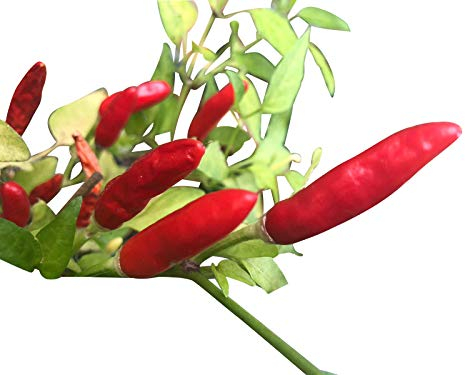 Piri Piri Chili 10 Samen (Massenträger)