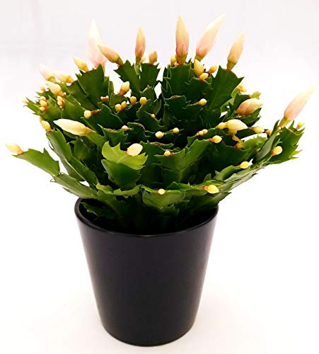POWERS TO FLOWERS - SCHLUMBERGERA BIANCA, Vaso 13cm, Natalina, Pasqualina, Rhipsalis, pianta vera