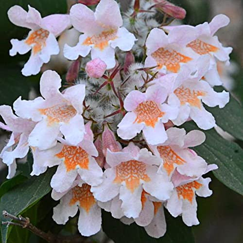 Haloppe 50 Stück Edelweiss Blumen Pflanzen Samen für Hausgarten Pflanzen, Edelweiss Samen mehrjährige seltene Leontopodium Alpinum Samen für Balkon Edelweiss Samen