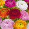40 Ranunkelknollen Mix - Extra-Großpackung - Farbenfrohe Sommerblumen für Garten, Beete & Kübel - Gartenfertige Blumenzwiebeln