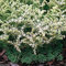 vegherb 2000 graines fraîches - Sedum glaucophyllum Silver Frost Couvre-Sol semences