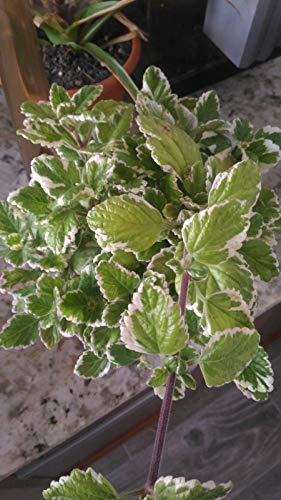 Portal Cool 2 Plectranthus Talee Incenso Colioides Variegata impianto