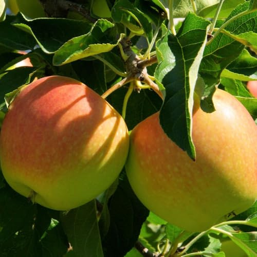 Apple Cox's Orange Pippin Tree - Considered the Finest Tasting Dessert Apple, Known for Rich Aroma and Crisp Texture, Supplied in a 24cm Pot - Thompson & Morgan