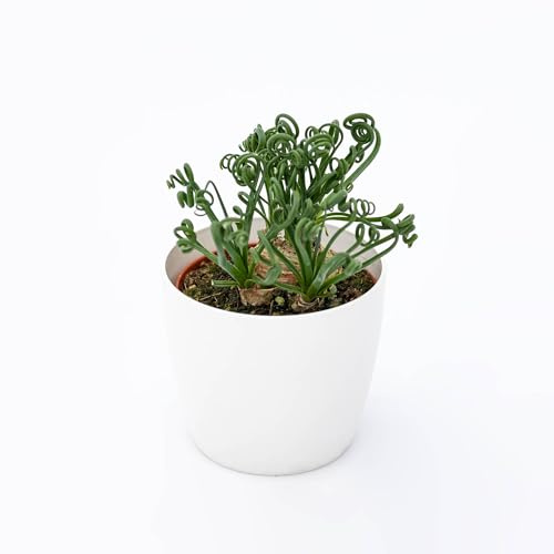 Vivai le Georgiche - Pianta vera di Albuca spiralis - vaso Ø 10 cm