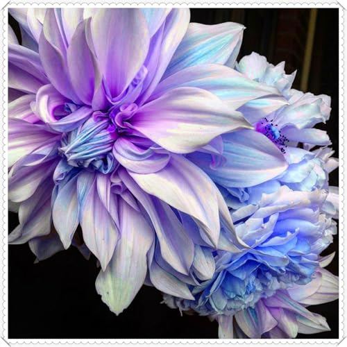 Elegante und wunderschöne Dahlien – winterharte, mehrjährige, dekorative Dahlien für drinnen und draußen